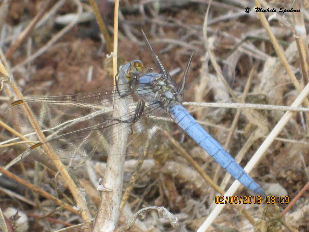 id libellula blu - Orthetrum brunneum